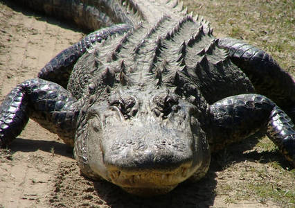  True ou False: American Alligators are plus prone to cold like the American Crocodile.