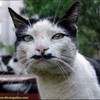 its a kitty with a mustache cuz everyone knows cats have very cold upper-lips duhh...:{D Syd626 photo