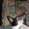 this is my dog buddy snoring 1029kch photo