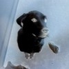 my dog negative!!! noahfan4life photo