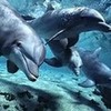 Dolphins are so cute!=) Kittycat23 photo