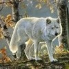 The White Wolf... Kittycat23 photo