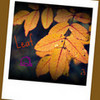A leaf! (Made by me on Picnik.com) ahern34 photo