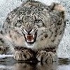 Cool Snow leopard pic! =) Kittycat23 photo