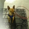 my puppy wall-e oscar! cutie! lol  addi123456 photo