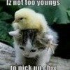 The cat and the chick xD sapherequeen photo