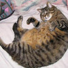 fat cat AJ303 photo