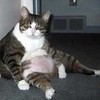 fat cat AJ303 photo