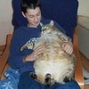 fat cat and person AJ303 photo