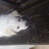 my dog khus9890 photo