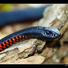 Australian Red-Bellied Black Snake Halfpelt photo