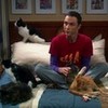 Sheldon and the cats♥ Drisina photo