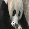 awe baby panda lexielovey photo