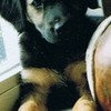 My sweet dog!! when she was little! MJJG photo
