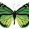 Green Butterfly twilightsaga99 photo
