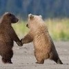 two bears holding paws bummble photo