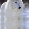 White wolf mackenzierae23 photo