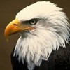 Bald Eagle!!!!!!!!!!! spearmint234 photo