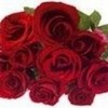roses r red violets r blue the roses r red & so r u twilight596 photo