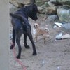my dog (the black one ) talking 2 his girlfriend who lives next door (the chiwawa) jbiebgirl100 photo