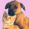 dog and cat yaiks kcano photo