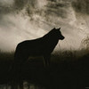 wolf WolfCryer photo