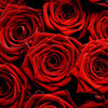 valentines day rose i_luv_cullen photo