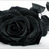 a black rose(don don don doooonnnn tee hee) BJA photo
