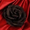 another black rose BJA photo