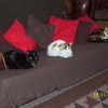 lily,ripper and adder my cats amath photo