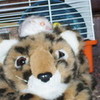 my hamster crystel on soft toy