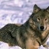 Gray Wolf SheWolf11 photo