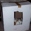 lily in a box amath photo