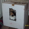 ripper in a box amath photo