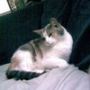 my cat cat Djgurl56 photo
