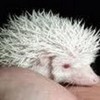 Albino Hedgehog (frm either clipart or google) pokeyanimal photo