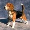 i have a beagle so.. yah! Sandfire_Paiger photo