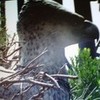 Buckbeak Tertyl photo