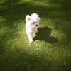 MY little dog ZIPPER Shannonkelly photo