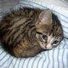 cutest manga  face baby kitten =^.^= Goldilottes photo