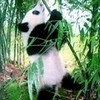 Panda!! LuvWeezy7 photo