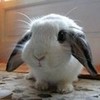 my bunny looks like this... AUTUMN_D photo