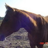 My horse, Stefan teamsalvatore98 photo