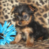 THIS IS MARIE MY PUPPY marie567 photo
