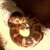 My pet snake "Sid" LORD_GAGA photo
