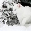 My warrior Cat, Icetail Icetail_love photo