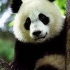 panda! pookiebearinluv photo