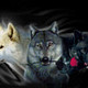 darkwolf43's photo