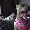 My pitbull! Tigeress14 photo