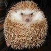 evil but cute hedgehog pookiebearinluv photo